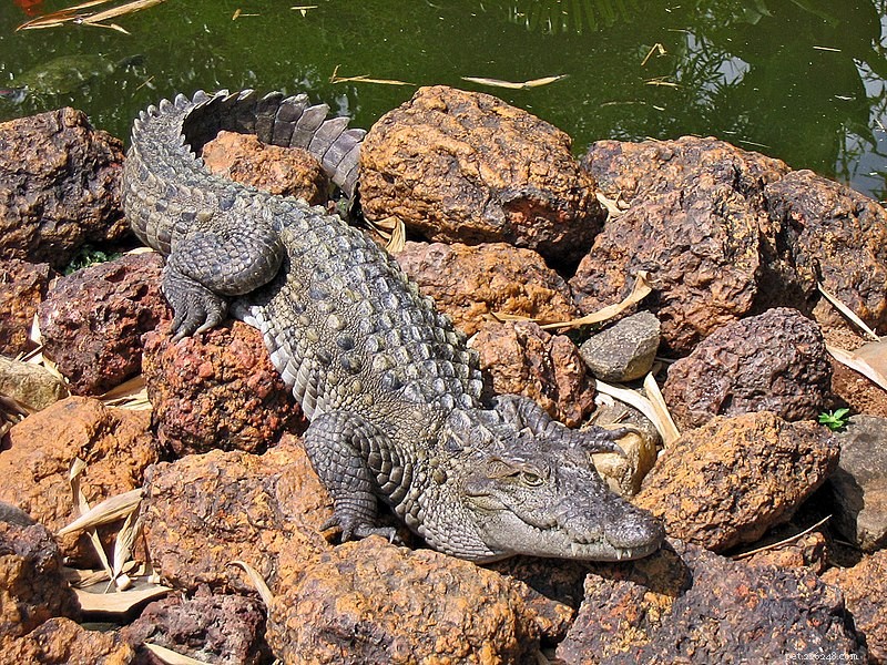 Muggar 또는 Marsh Crocodile – 포로와 야생에서의 만남 – 1부
