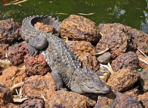 Muggar eller Marsh Crocodile – Encounters in Captivity and the Wild – Del 1