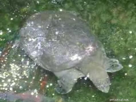 De Aziatische schildpaddencrisis – een ontnuchterende update – Deel 1