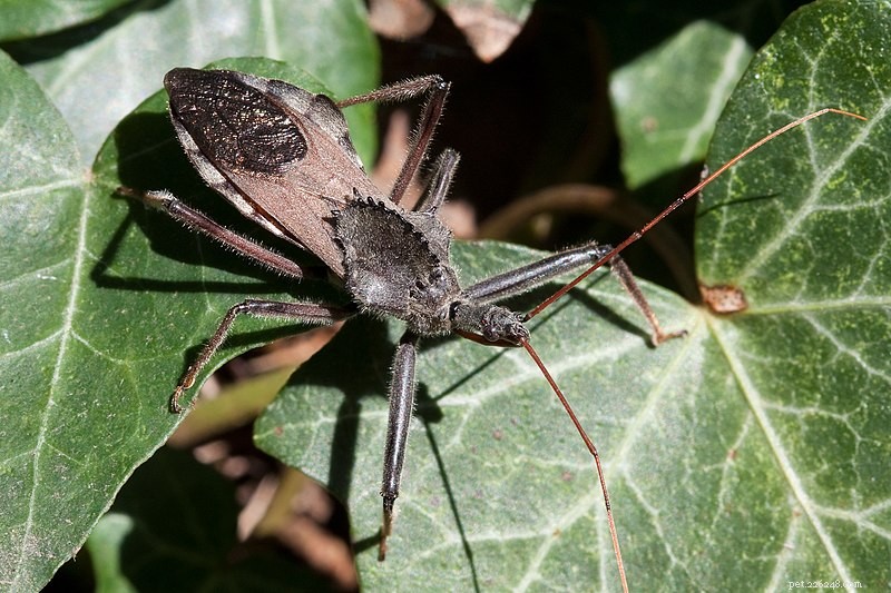 Mördarbuggar – fångenskapsvård och anteckningar om mördare på spindeljakt – del 1