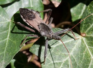 Mördarbuggar – fångenskapsvård och anteckningar om mördare på spindeljakt – del 1