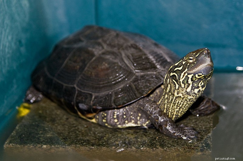 Den asiatiska sköldpaddskrisen – en nykter uppdatering – del 2