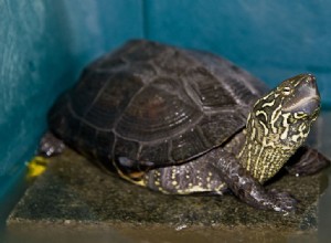 Den asiatiska sköldpaddskrisen – en nykter uppdatering – del 2