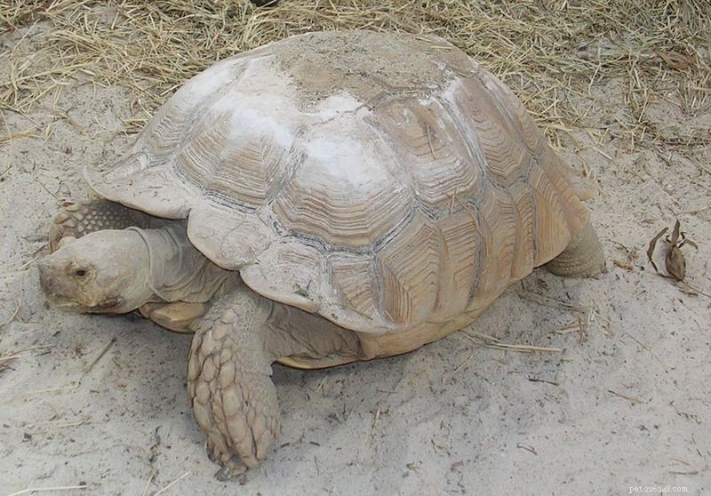 Nalezena obrovská africká želva ostruha žijící v Arizonské poušti – část 1