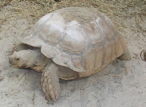 Énorme tortue sillonnée d Afrique trouvée vivant dans le désert de l Arizona – Partie 1