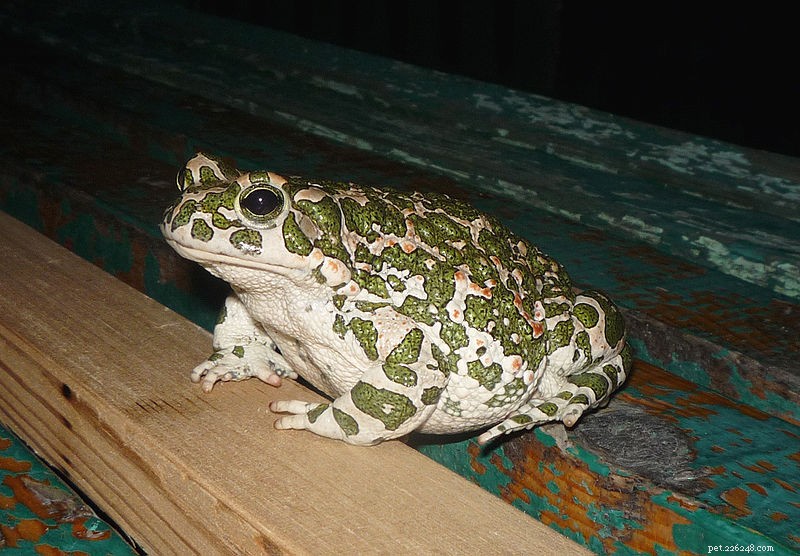 Недорогие дома для американских жаб и их сородичей