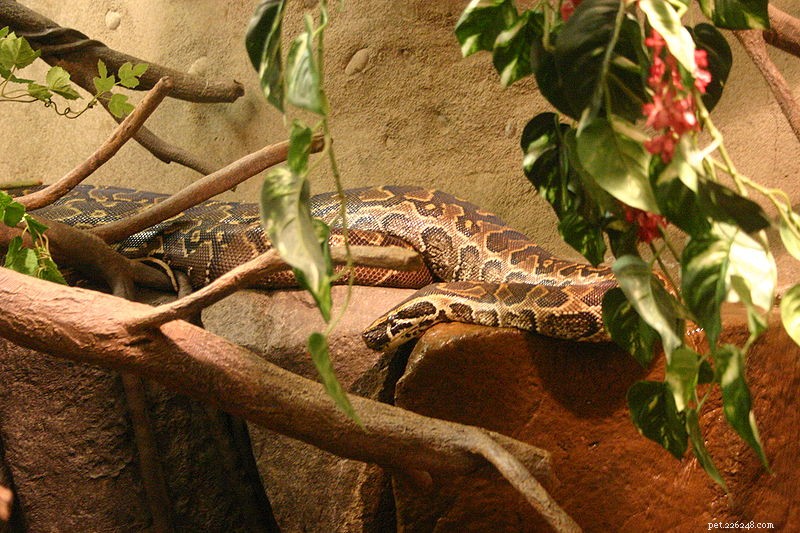Nyheter om invasiva arter – African Rock Pythons kan häcka i Florida