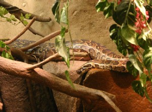 침입 종 뉴스 – 아프리카 바위 비단뱀이 플로리다에서 번식할 수 있습니다