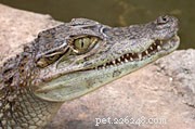 爬虫両生類のフィールドレポート–フロリダの非在来の捕食者と被食者 
