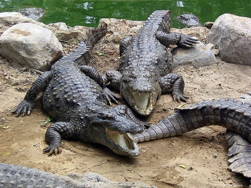Krokodýl Muggar nebo Marsh – Setkání v zajetí a divočině – Část 2