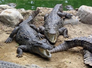 Le Muggar ou Crocodile des marais – Rencontres en captivité et dans la nature – Partie 2