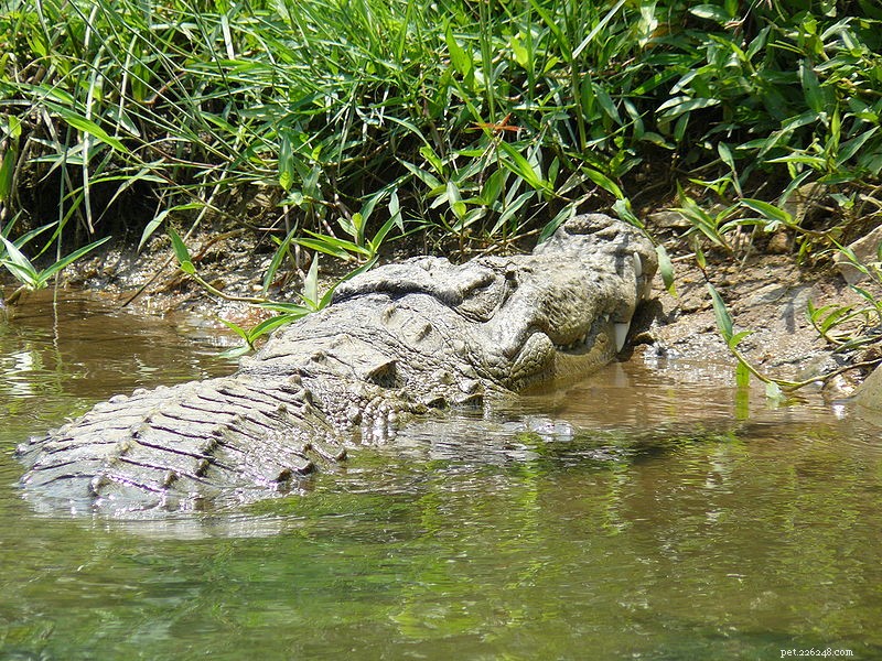 Le Muggar ou Crocodile des marais – Rencontres en captivité et dans la nature – Partie 2