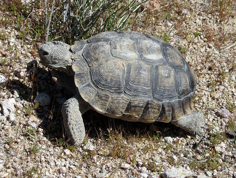 Enorm afrikansk sporrad sköldpadda hittades bosatt i Arizonas öken – del 2