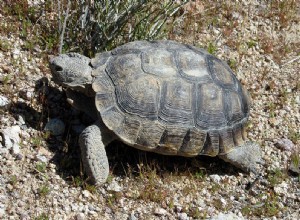 Enorm afrikansk sporrad sköldpadda hittades bosatt i Arizonas öken – del 2