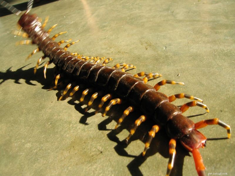 Tales of Giant Centipedes – Bat-Stalkers, Escapees and Words of Caution – Del 1