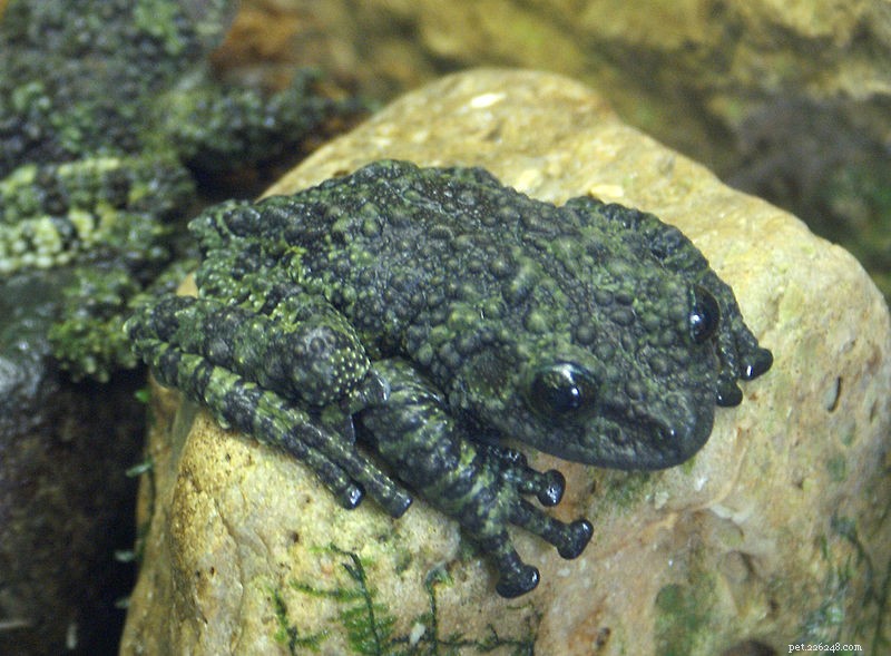 The Mossy Treefrog – Poznámky k péči o zajetí a přirozené historii