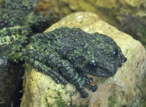 The Mossy Treefrog – Poznámky k péči o zajetí a přirozené historii