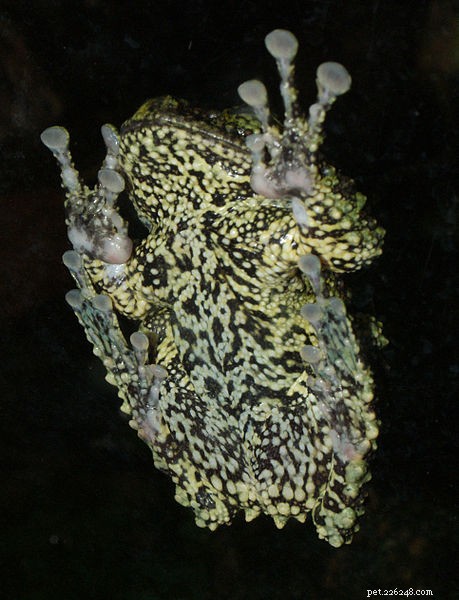 コケに覆われたTreefrog–キャプティブケアと自然史に関するメモ 
