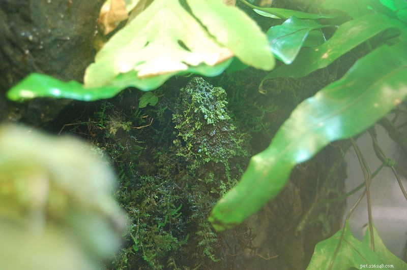 De Mossy Treefrog – Opmerkingen over gevangenschap en natuurlijke historie