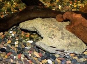 Vitamin- och mineraltillskott för vattenlevande grodor, sköldpaddor och vattensalamander – del 1