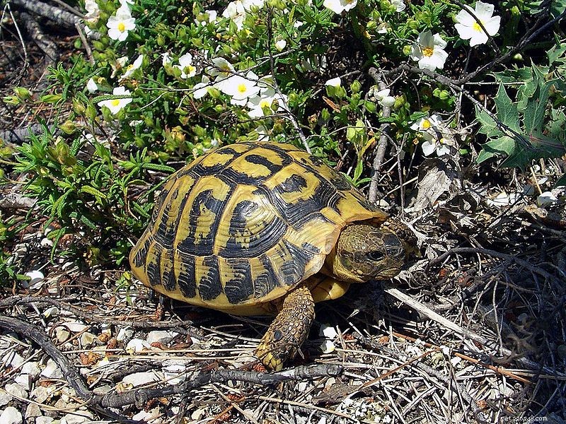 Sköldpaddas livsmiljöer – glasakvarier är inte lämpliga sköldpaddshem – del 2