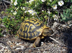 Sköldpaddas livsmiljöer – glasakvarier är inte lämpliga sköldpaddshem – del 2