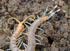 Tales of Giant Centipedes – Bat-Stalkers, Escapees and Words of Caution – Del 2