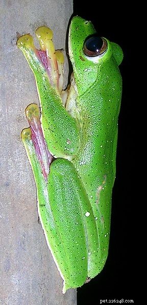 A Frog First – de Tadpoles met hoektanden van de Vampire Flying Frog