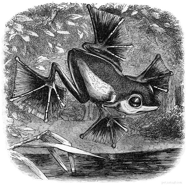 첫 번째 개구리 – 흡혈귀 날고 있는 개구리의 송곳니가 있는 올챙이