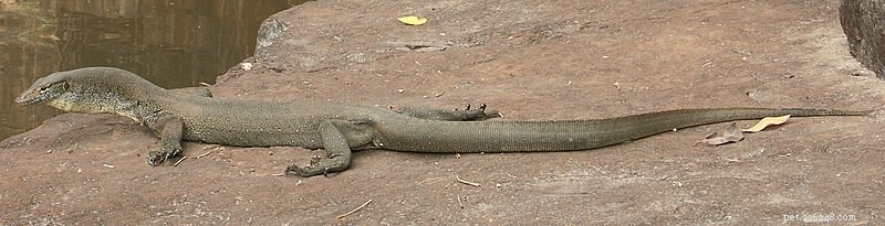 The Natural History and Captive Care of the Mertens’ Water Monitor – Del 1