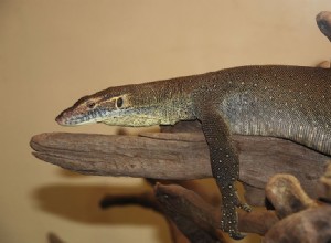 The Natural History and Captive Care of the Mertens’ Water Monitor – Del 1
