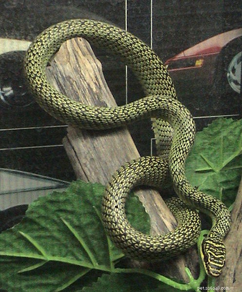 Рай и богато украшенные летающие змеи – новые исследования и заметки по содержанию в неволе