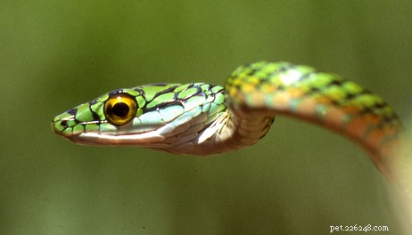 Ráj a ozdobení létající hadi – nový výzkum a poznámky o péči v zajetí