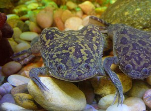 수생 개구리, 거북이 및 도롱뇽을 위한 비타민 및 미네랄 보충 – 파트 2