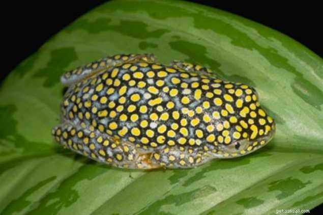 Découvertes d amphibiens en 2010 – Nouvelles espèces et nouvelles informations – Partie 1