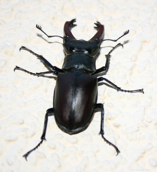 クワガタムシの保護、大型甲虫の飼育に関する注意事項