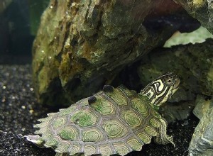 Levná obydlí pro klouzačky, želvy a další semi-vodní druhy – část 1
