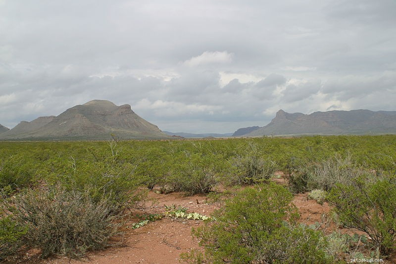 Přírodní historie a péče o krysího hada Trans-Pecos v zajetí – část 1