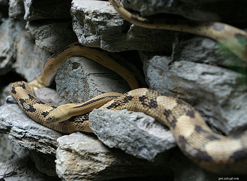 Естественная история транспекосской крысиной змеи и содержание в неволе. Часть 1