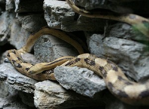 Естественная история транспекосской крысиной змеи и содержание в неволе. Часть 1