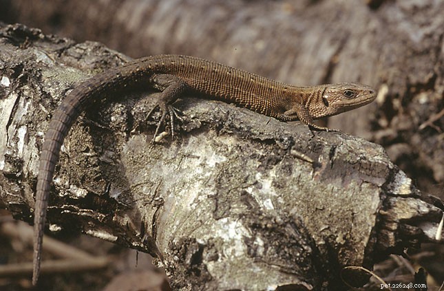 Découvertes de reptiles en 2010 - Nouvelles espèces de lézards et faits