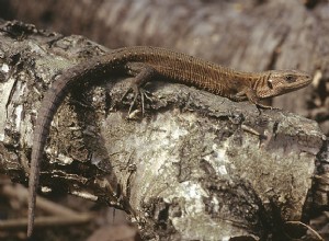 2010년 파충류 발견 – 새로운 도마뱀 종 및 사실