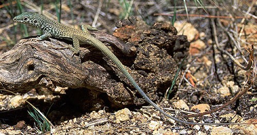 Découvertes de reptiles en 2010 - Nouvelles espèces de lézards et faits
