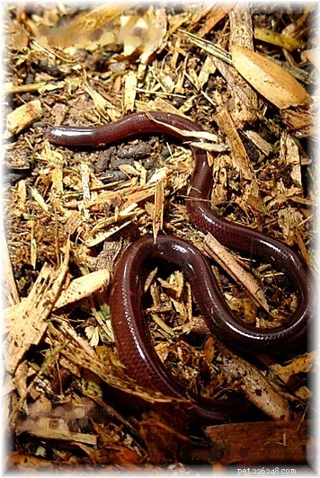 Descobertas de répteis de 2010 – novas espécies de lagartos e fatos