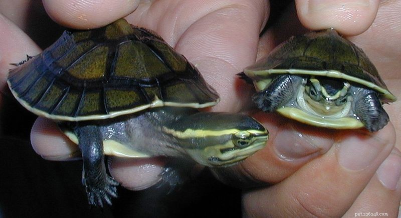 Casas baratas para sliders, tartarugas pintadas e outras espécies semi-aquáticas – Parte 2