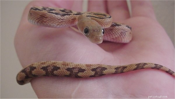 Естественная история транспекосской крысиной змеи и содержание в неволе. Часть 2
