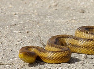 Естественная история транспекосской крысиной змеи и содержание в неволе. Часть 2