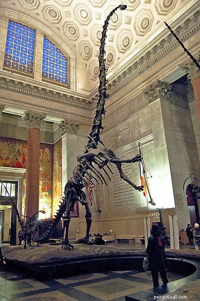  s Werelds grootste dinosaurussen - een geweldige nieuwe tentoonstelling geopend