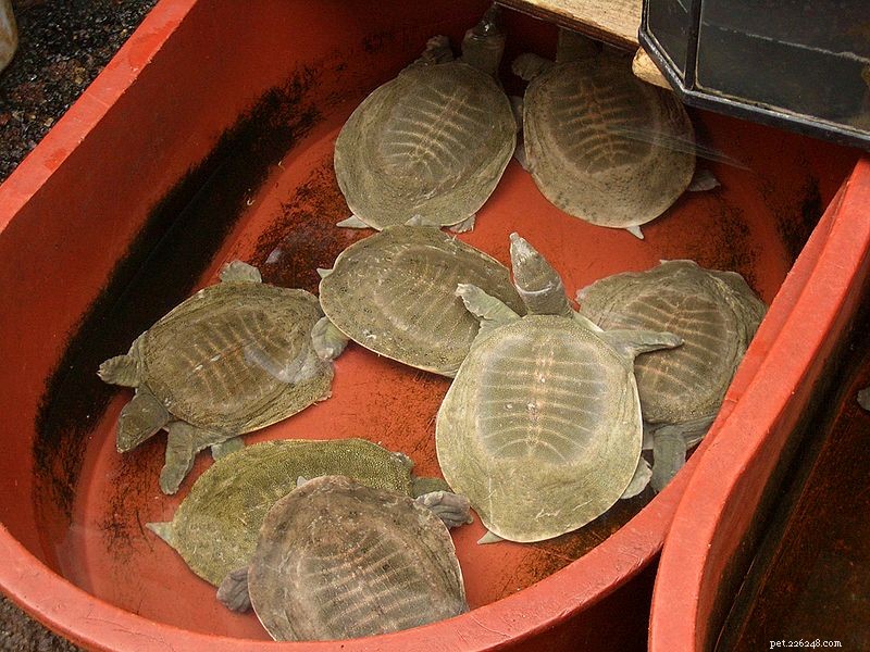 Schildpadden zoeken warmte terwijl ze nog in het ei zitten...Kiezen ze ook hun geslacht?!