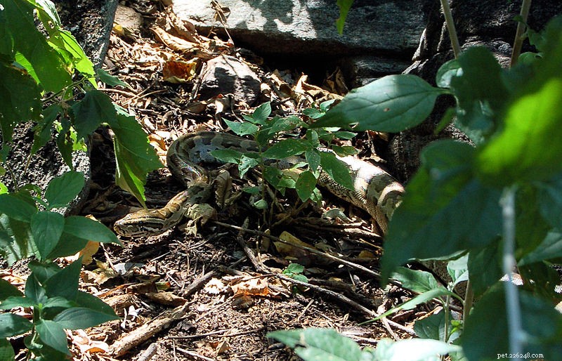 Nyheter om invasiva arter pt 2- African Rock Pythons kan häcka i Florida